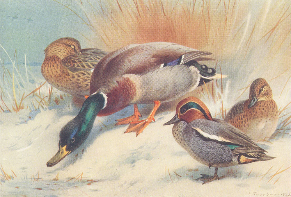 BRITISH BIRDS. Mallard; Teal. THORBURN 1926 old vintage print picture